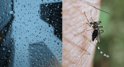 Temporada de lluvias: Evita el dengue siguiendo algunos sencillos consejos