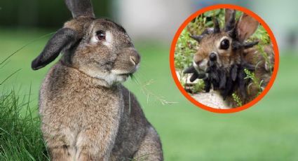 ¿Real o falso? La verdadera historia detrás de los conejos con tentáculos que se volvieron virales
