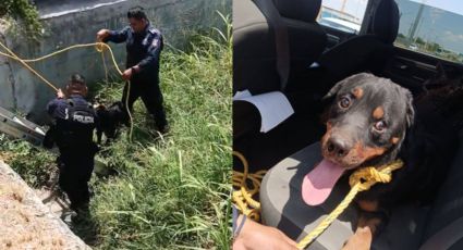 Policía de Apodaca rescata a cachorro atrapado en canalón