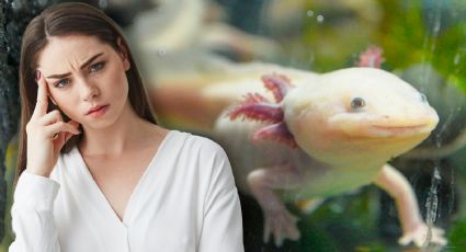 ¡Esperanza para el ajolote! Primer censo revela su lucha por sobrevivir en Xochimilco