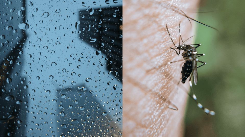 Temporada de lluvias y el dengue