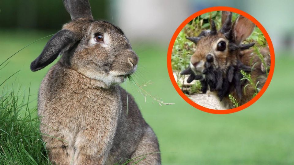 Las imágenes de unos conejos con tumores despertaron las alertas