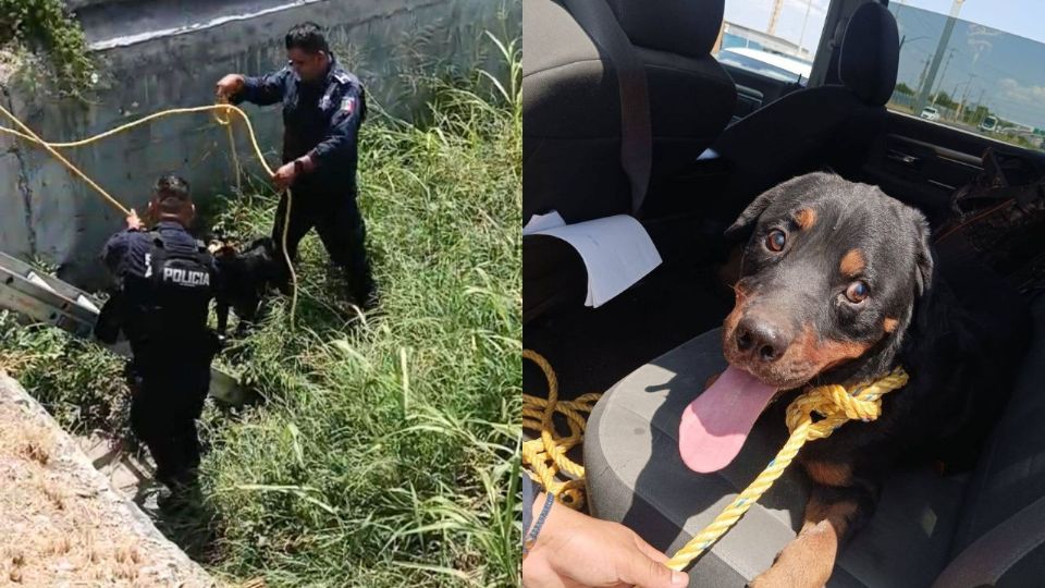 Elementos de la Policía de Apodaca rescataron a un cachorro atrapado en un canalón y fue trasladado a Bienestar Animal Municipal sin lesiones.