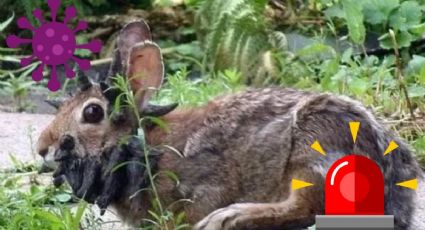 ¿Qué es el virus del papiloma de Shope y por qué los conejos en Colorado les crecen ‘tentáculos’?