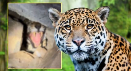 VIDEO | Captan a jaguar descansando en cueva de Nayarit