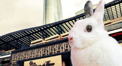 Tendencias de la semana: Mítikah, conejo con tentáculos y más