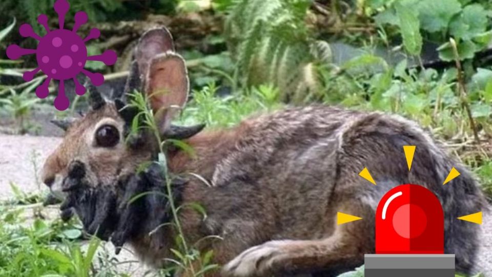 ¿Qué es el virus del papiloma de Shope y por qué los conejos en Colorado les crecen ‘tentáculos’?