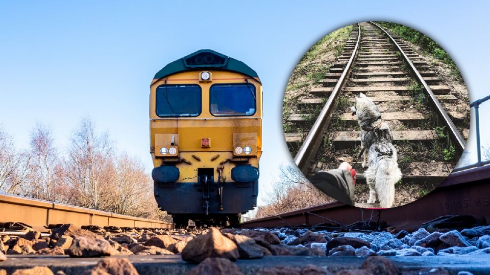 Héroe sobre rieles: operador detiene tren en Insurgentes Norte para rescatar a un perro.