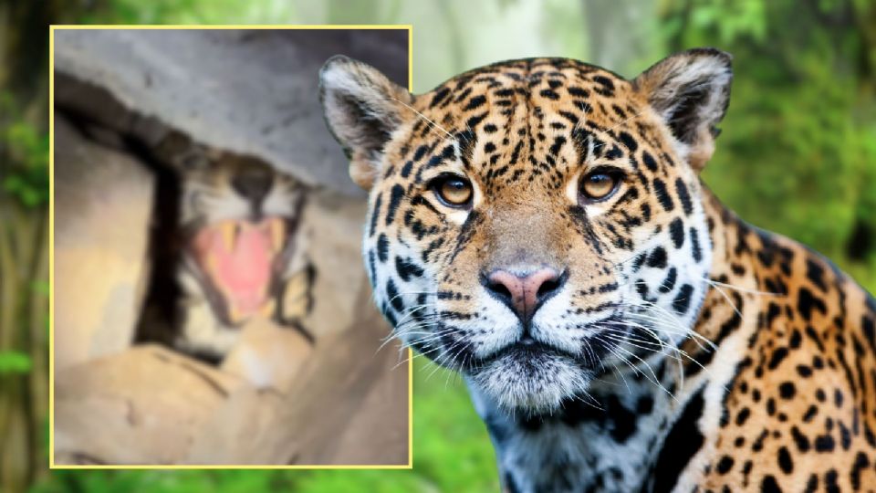 El video del jaguar fue captado en una cueva en Sierra de Vallejo