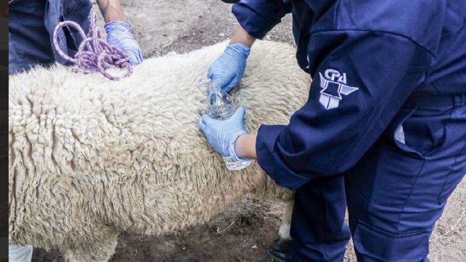 Se firmó el Plan de acción de Aphis-Senasica.