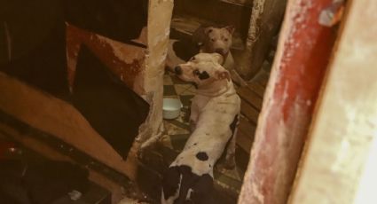 Vinculan a proceso a adolescentes por maltrato animal tras muerte de perrito en García