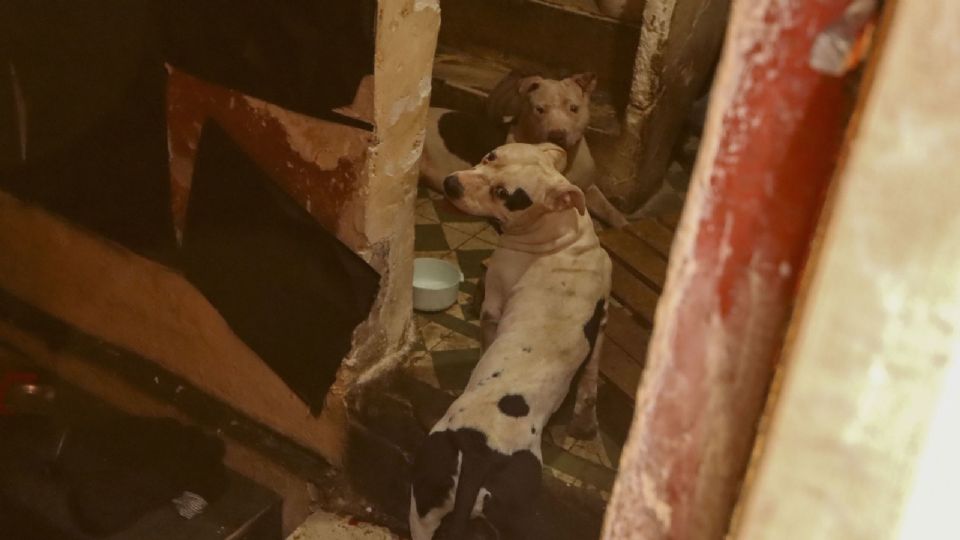 La Fiscalía de Medio Ambiente vinculó a proceso a dos adolescentes por maltrato a un cachorro cuyo caso fue denunciado a través de redes sociales.