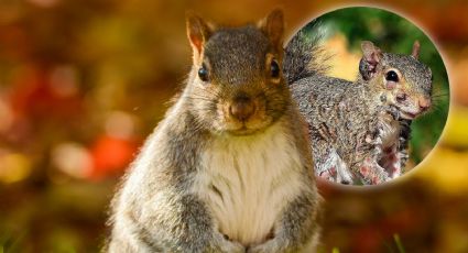 ¿Ardillas ‘zombie’ en Estados Unidos? El extraño fenómeno que preocupa a la población