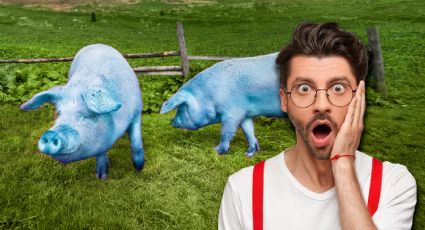 Aparecen cerdos color azul neón; ¿dónde están y por qué les pasa esto?