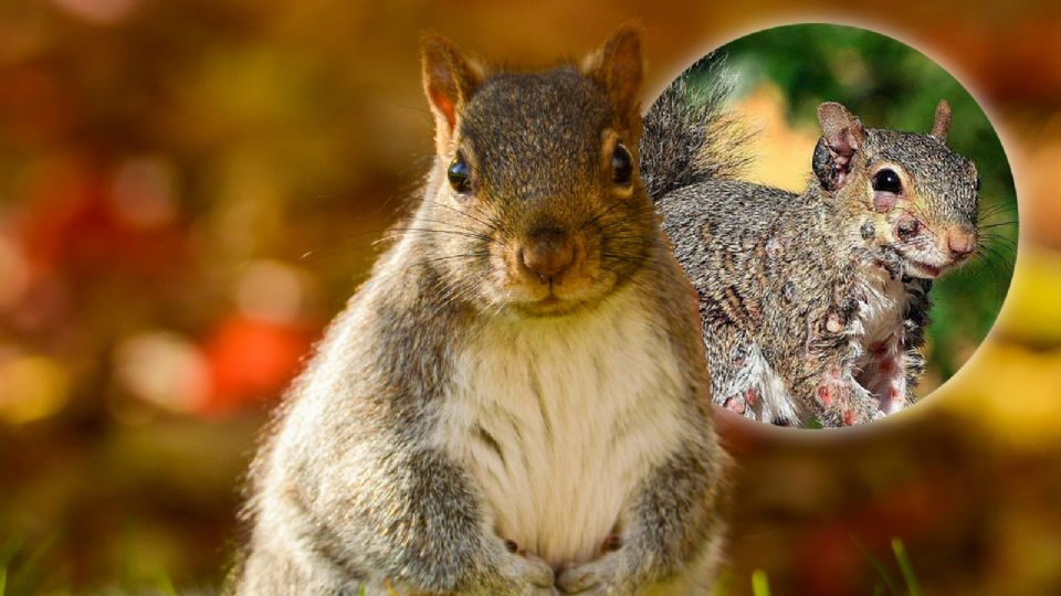 ¿Debemos preocuparnos por las “ardillas zombie”?