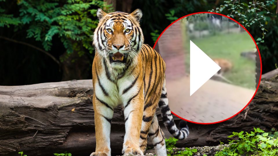 La muerte de Indira, tigresa de Bengala que murió tras ataque de su hijo en Zoológico de Cali, abrió el debate en redes sociales.