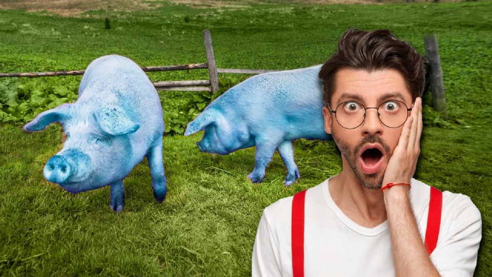 Carne de cerdo salvaje teñida de azul neón por rodenticida. Autoridades advierten no consumirla.