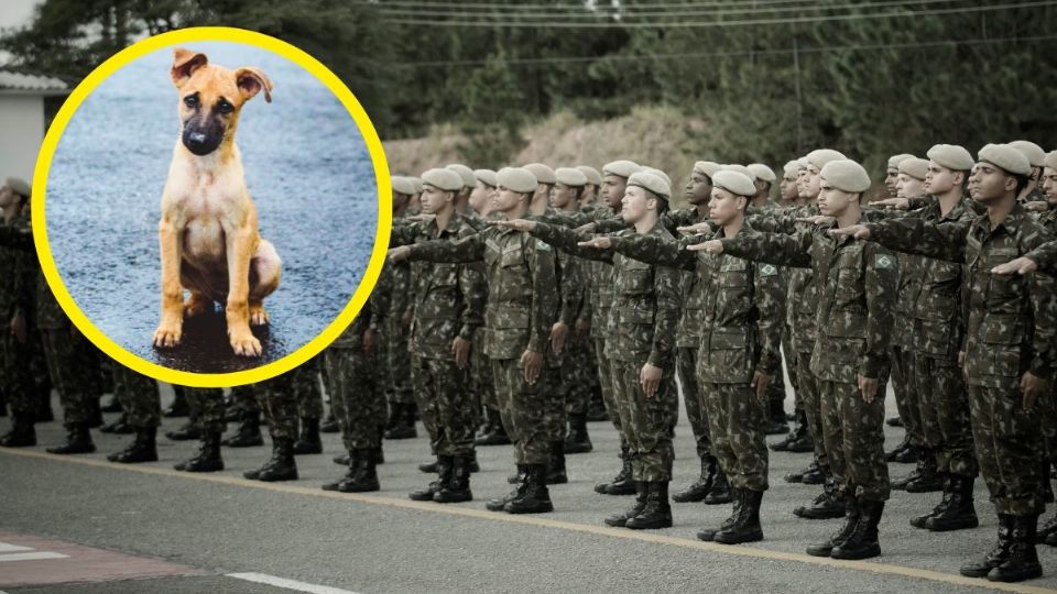 VIDEO | Perrito se hace viral por interpretar Himno Nacional junto a un grupo de militares