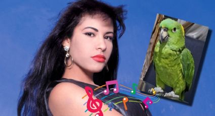 ¡Selena vive!, bajo el plumaje de este loro viral que canta como ella | VIDEO