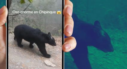 VIDEO | Senderistas se encuentran con oso gigante en Chipinque
