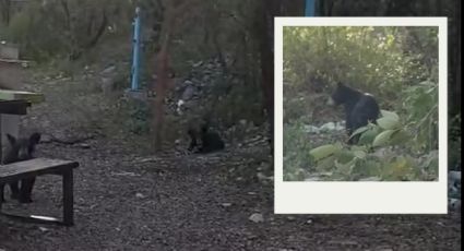 Familia de osos se une a paseo en Bustamante y hasta abren las hieleras
