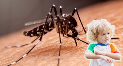 20 de Agosto Día Mundial del Mosquito, ¿Cuáles son las principales enfermedades que trasmiten?