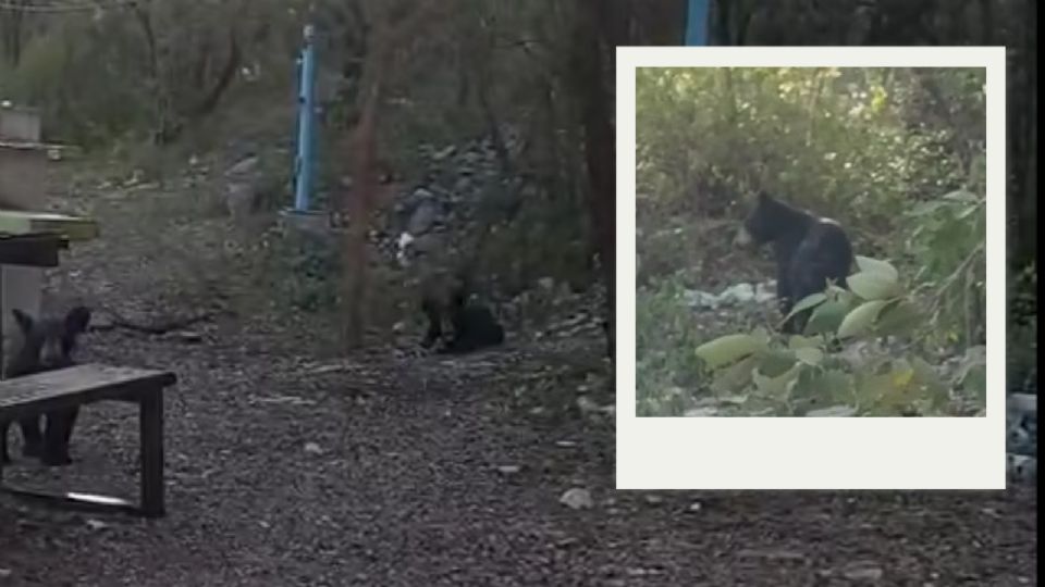 Un oso y su cría se acercaron a un asador en el recreativo Boca de Leones, en Bustamante, Nuevo León, llevándose la carne preparada por una familia.
