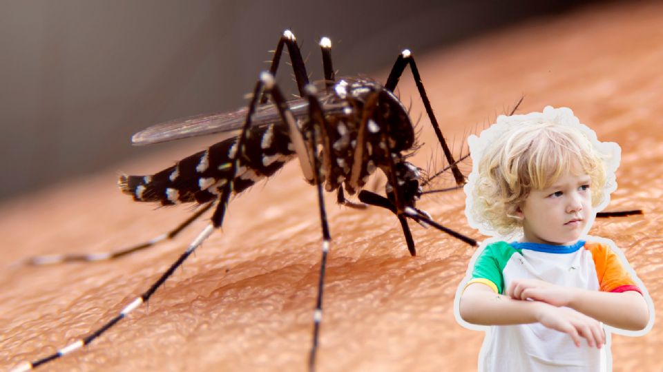 Los mosquitos son transmisores de enfermedades que pueden ser mortales.