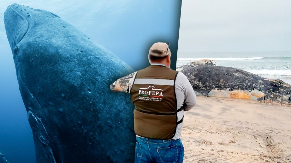 Hallan ballena muerta en costas de Tijuana.