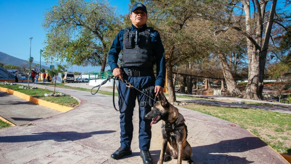 Los perros pastor belga malinois serán parte clave en labores de búsqueda, rescate y patrullaje en Guadalupe, como parte del nuevo plan de seguridad.