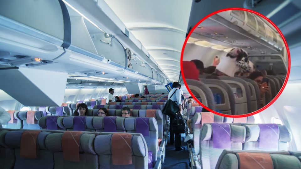 El can permaneció en calma durante todo el trayecto, sin ladrar ni causar molestias.