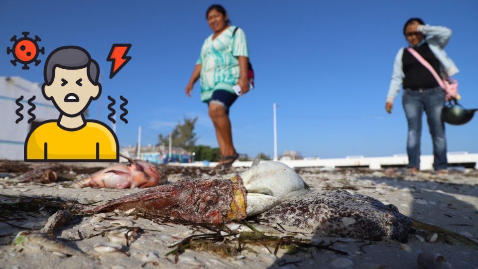 En Yucatán sí hay marea roja en sus playas y estos son los riesgos a los que se exponen sus habitantes.