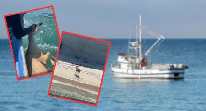 Sorprendente rescate: pescadores encuentran venado luchando por su vida en el mar | VIDEO