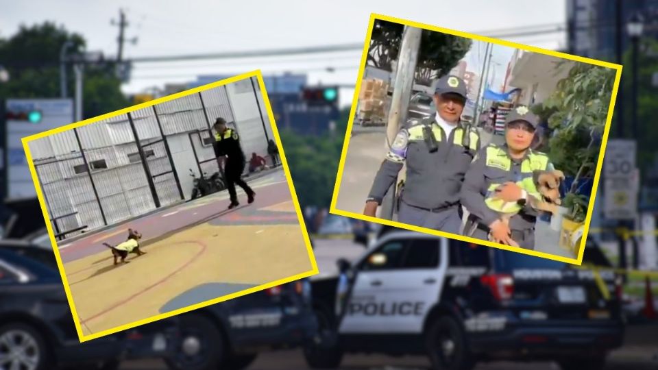 VIDEO | Policías rescatan y adoptan cachorro en la alcaldía Cuauhtémoc