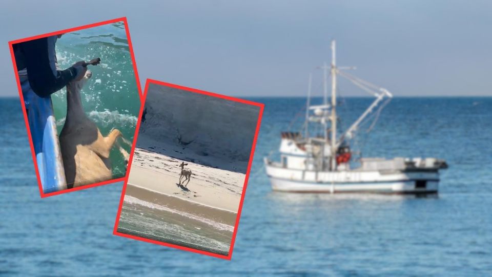 VIDEO | Pescadores rescatan a venado que estaba naufragando cerca de isla en Baja California