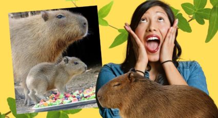 ¡Una capibara bebé en Bioparque Estrella! Ubicación, horarios y cómo conocerla