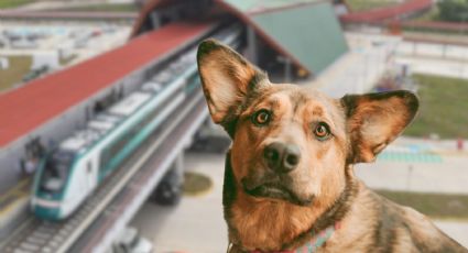 Tren Maya: qué mascotas pueden viajar en los vagones y cuáles son los requisitos