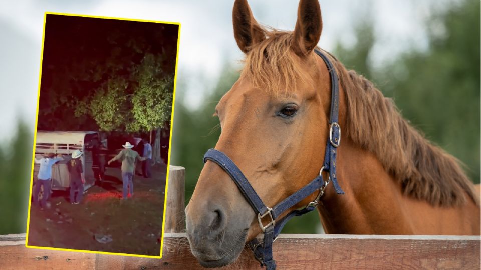 Acusan de maltrato animal en la Cabalgata de Bacalar 2025.