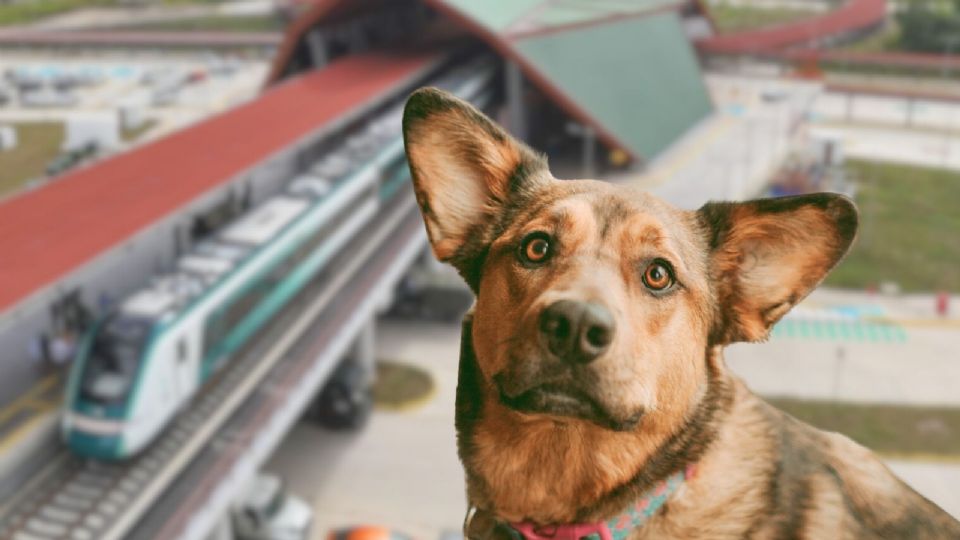 Alerta viajeros! El Tren Maya permite mascotas hasta 10 kg.
