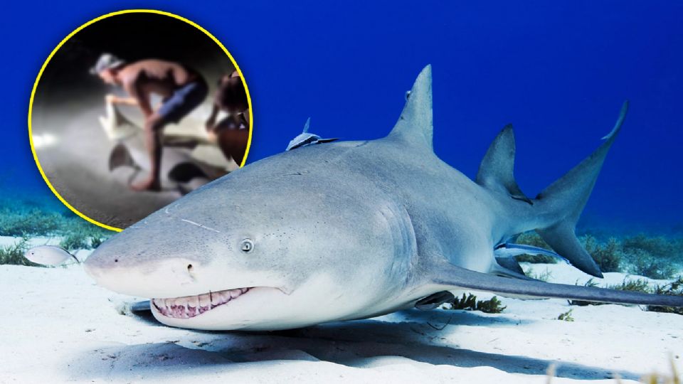 Los tiburones limón están catalogados como especie protegida.