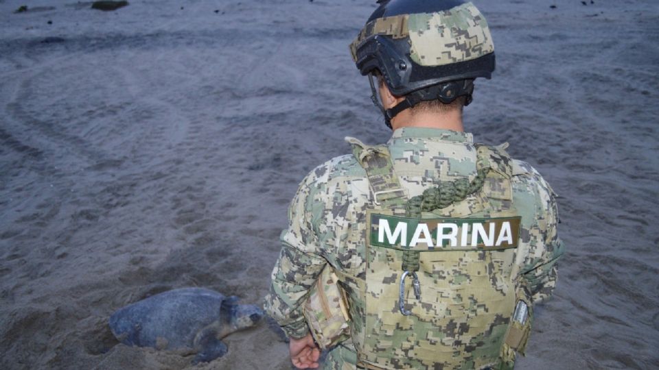 Personal naval brinda seguridad a tortugas.