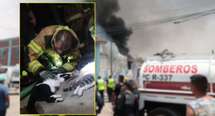 Bombero reanima a gatito tras incendio en Ecatepec | FOTOS
