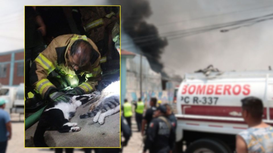 Un incendio doméstico en Ecatepec dejó seis gatos atrapados; un bombero logró salvar a uno de ellos tras aplicar reanimación.