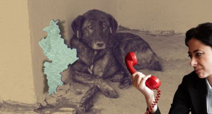 Encabeza maltrato animal y tiraderos clandestinos las más de 250 denuncias ambientales en Nuevo León