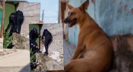 VIDEO | Policías rescatan a perrito atrapado entre dos bardas en Iztapalapa