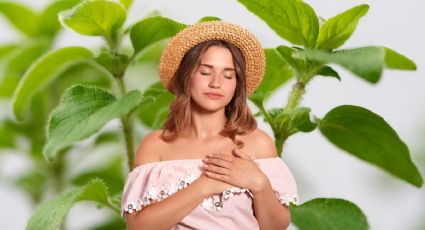 Santa María: esta planta medicinal ayuda a aliviar los cólicos y dolores de estómago, según la UNAM