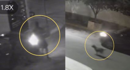 Abandonan cachorros y su madre frente a Protección Animal Escobedo; buscan al responsable