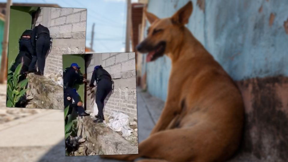 Tras varios minutos de maniobras, los policías capitalinos lograron alcanzar al perrito y ponerlo a salvo.