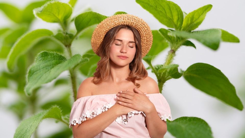 Santa María: esta planta medicinal ayuda a aliviar los cólicos y dolores de estómago, según la UNAM