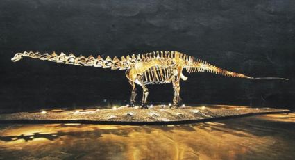 Fósil de dinosaurio “Einstein”, uno de los más grandes del mundo, llegará a San Pedro